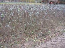 Hedging plants in autumn.